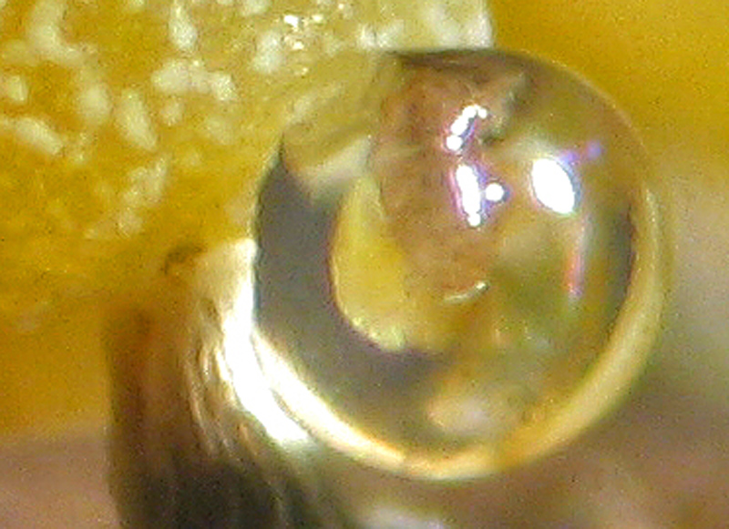 Physarum sp. ?